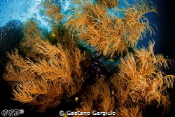 Playing with the light over large corals at ~20m of dept by Gaetano Gargiulo 